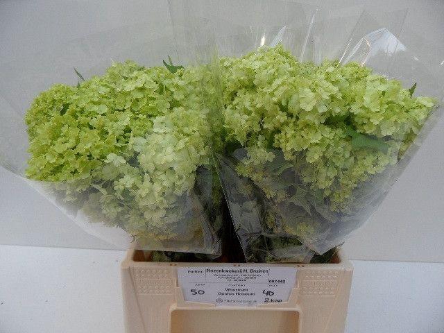 <h4>VIBURNUM ROSEUM ST</h4>