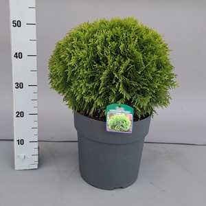 THUJA O DANICA