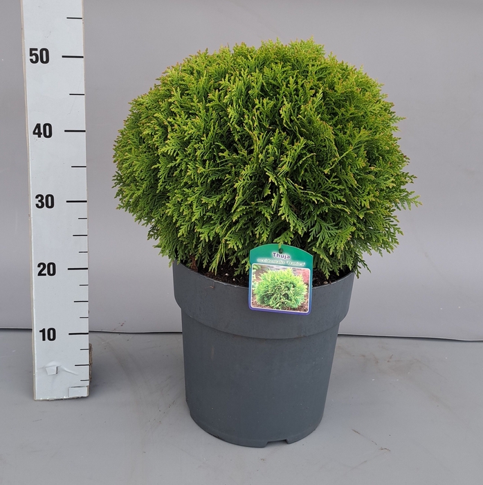 <h4>THUJA O DANICA</h4>