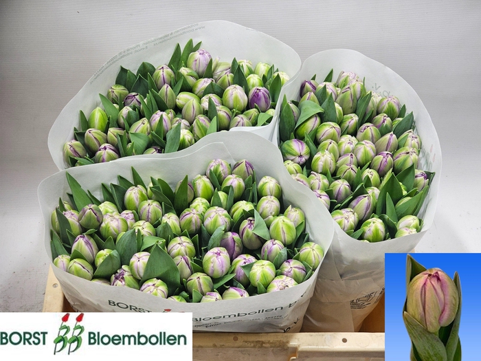 <h4>TU DU SAIGON DOUBLE</h4>