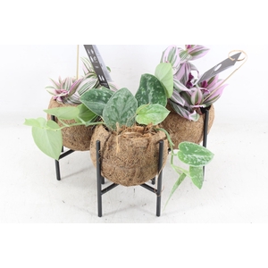 arr3 Kokoplant - Industrial mix S x10