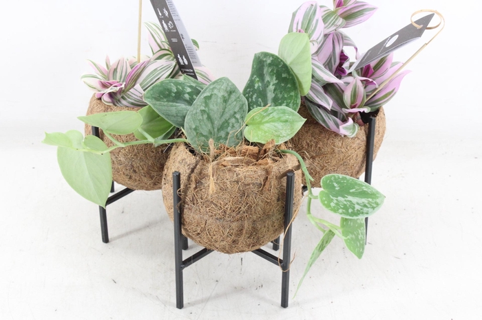 <h4>arr3 Kokoplant - Industrial mix S x10</h4>