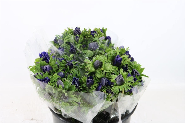 <h4>Anem Marianne Blue</h4>