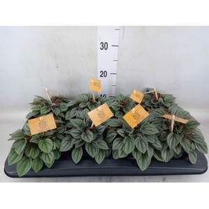 Peperomia  'Napoli Nights'