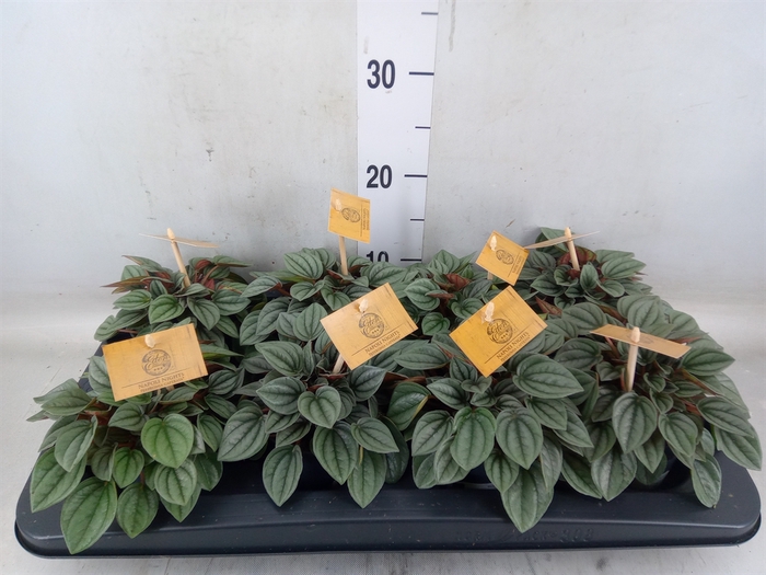 <h4>Peperomia  'Napoli Nights'</h4>