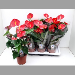 ANTHU FL CARINO PURO