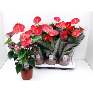 ANTHU FL CARINO PURO