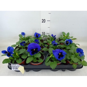 Viola wr. 'Delta Blue wBlotch'