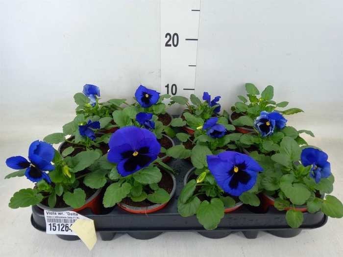 <h4>Viola wr. 'Delta Blue wBlotch'</h4>