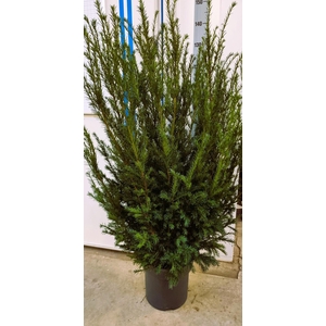 TAXUS M GROENLAND