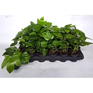 FATSIA OV