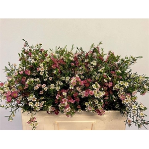 CHAME UN MY SWEET 16