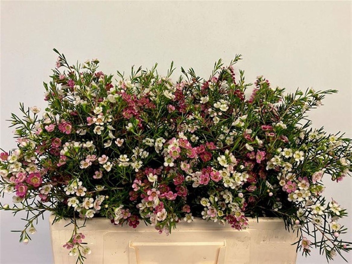 <h4>CHAME UN MY SWEET 16</h4>