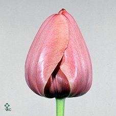 Tu En Pink Impressio