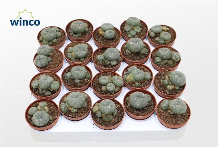 Lophophora Williamsii (old Plants)