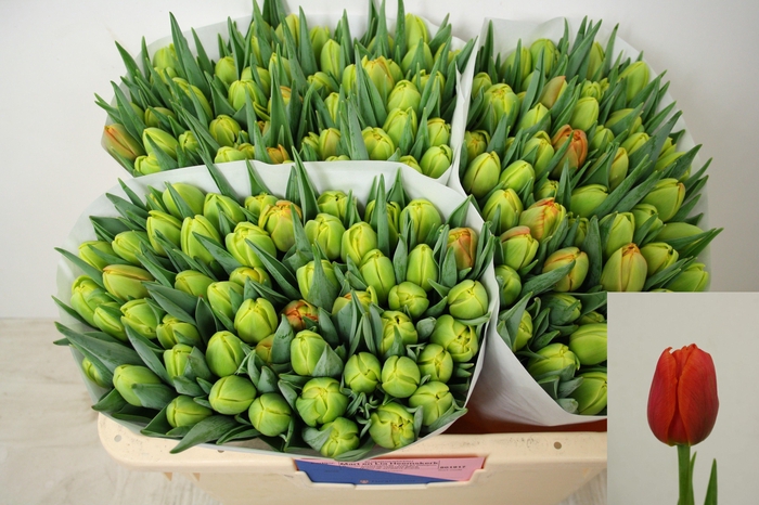 <h4>TU DU ICOON</h4>