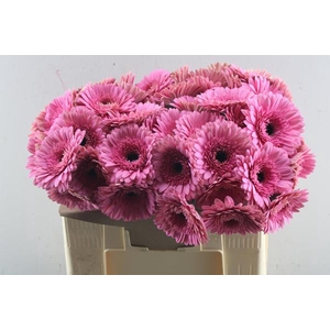 Ge Gr Peppa (rose)