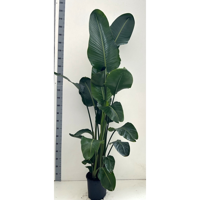<h4>Strelitzia Nicolai 27Ø 200cm 5pp</h4>