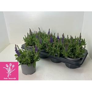 SALVIA NE SE DP BLUE