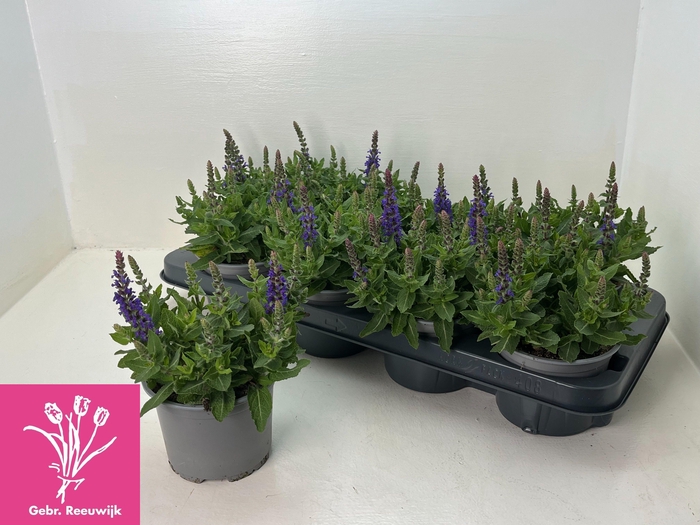 <h4>SALVIA NE SE DP BLUE</h4>