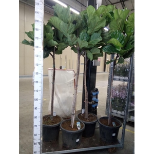 Ficus lyrata