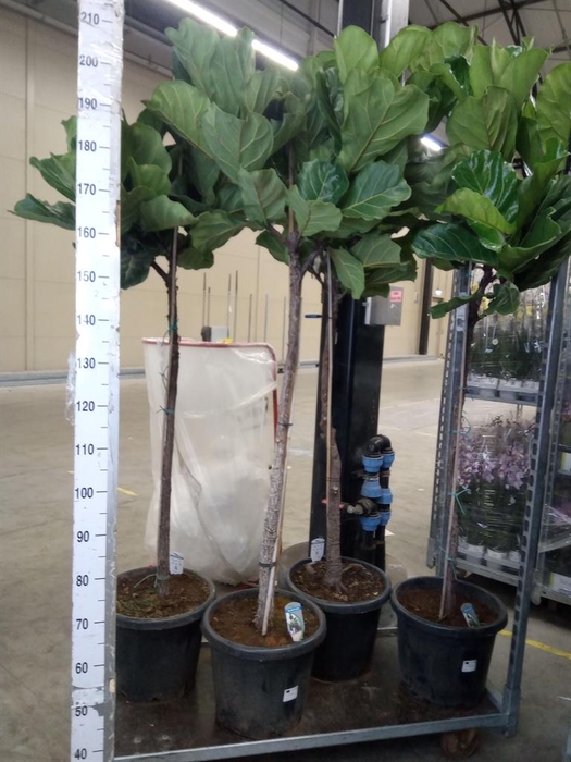 <h4>Ficus lyrata</h4>