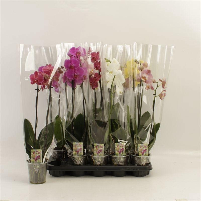 <h4>PHAL GEM</h4>