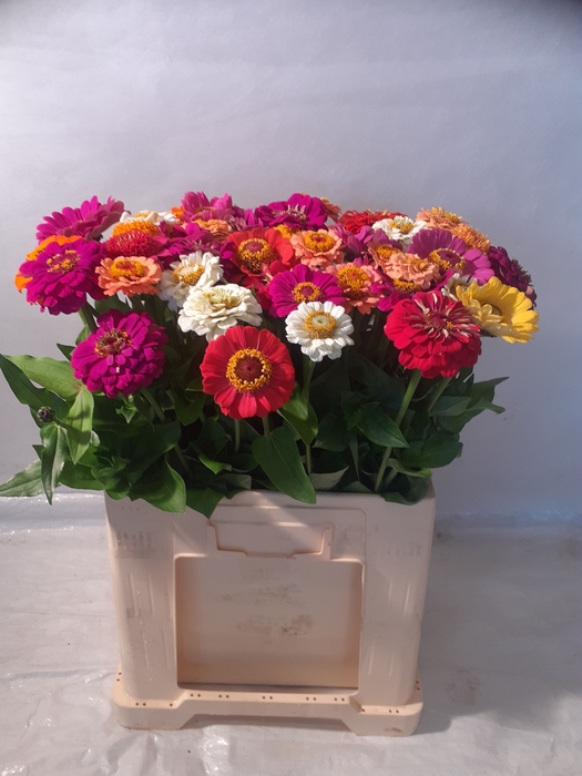 <h4>ZINNIA OV GEM</h4>