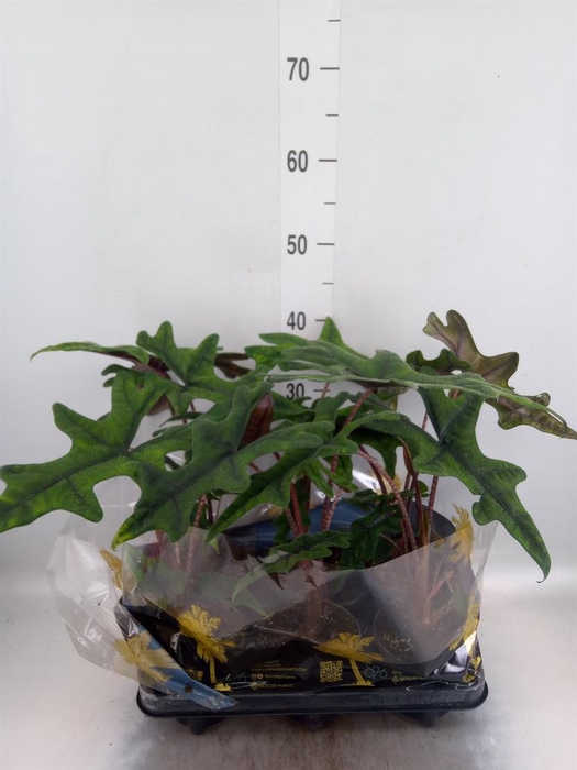 Alocasia   ...