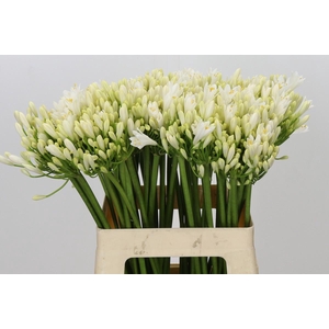 Agapanthus Gletsjer