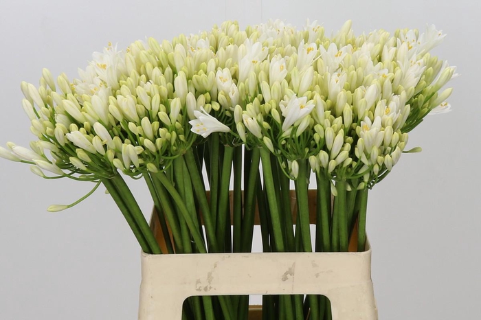Agapanthus Gletsjer