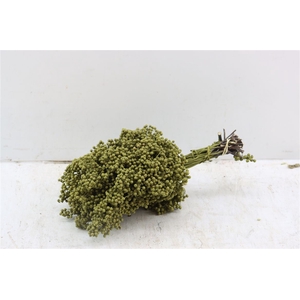 Schinus M Pt Olijf Groen Bunch Xl