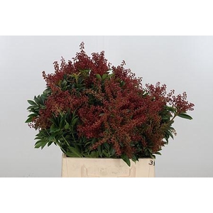 PIERIS PURITY P BUNCH PIER JA PURIT