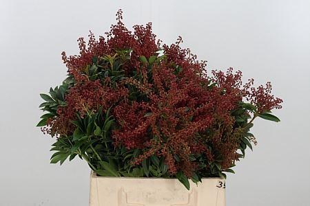 <h4>PIERIS PURITY P BUNCH PIER JA PURIT</h4>