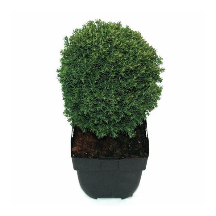 <h4>Thuja occid. 'Teddy'</h4>