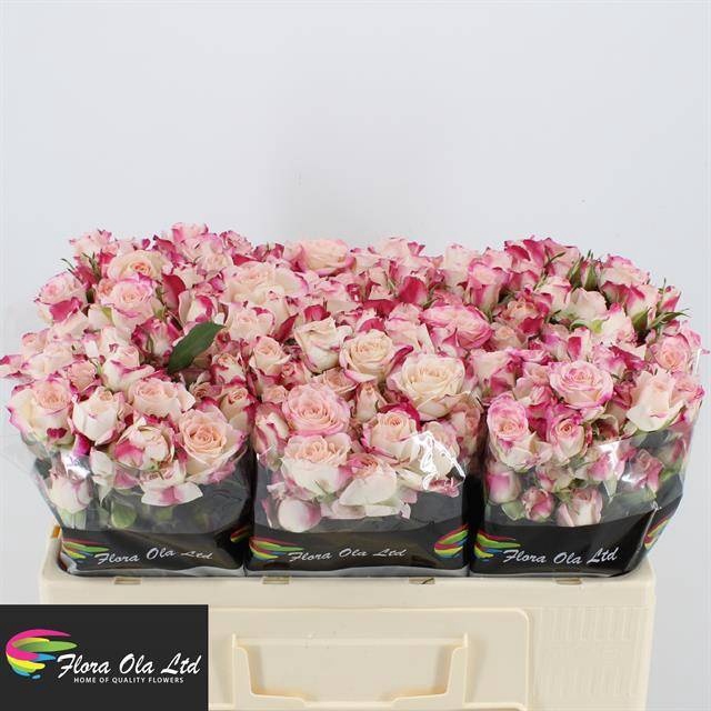 <h4>R Tr Reflex Flora Ola</h4>
