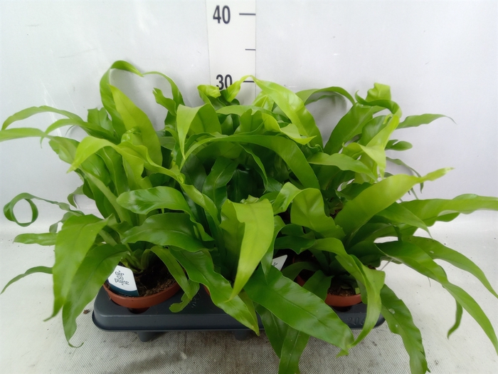 <h4>Asplenium antiquum</h4>