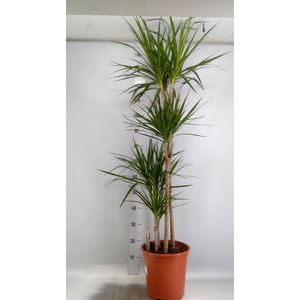 Dracaena marg.