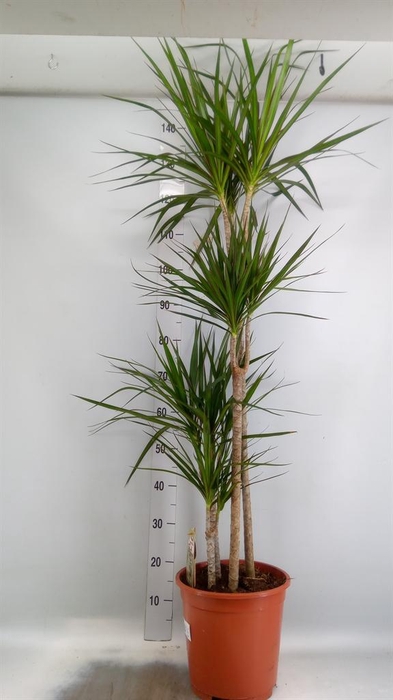 <h4>Dracaena marg.</h4>