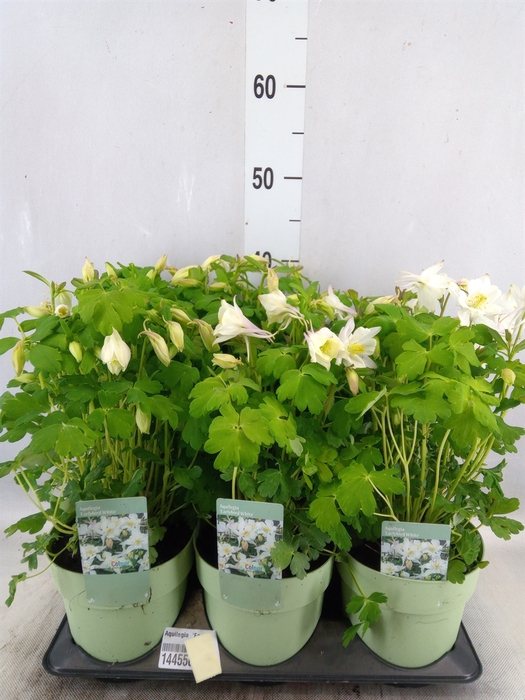 <h4>Aquilegia  'Earlybird White'</h4>