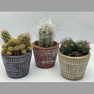 CACTUS GEM
