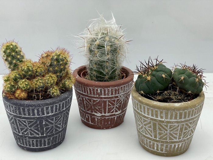 <h4>CACTUS GEM</h4>