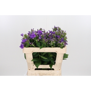 Phlox P Crissy