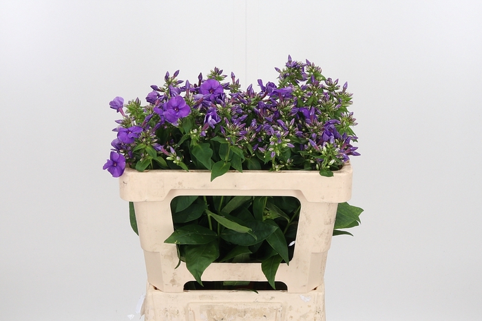 <h4>Phlox P Crissy</h4>
