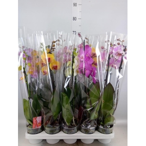 Phalaenopsis ...mix