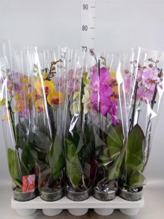 <h4>Phalaenopsis ...mix</h4>