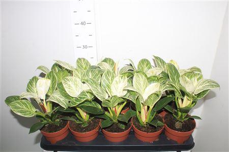 <h4>Phil White Wave</h4>