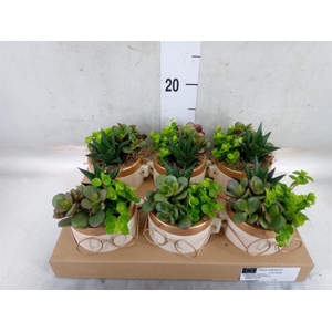 Arr.   Kamerplant Groen L%