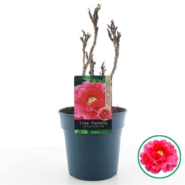 <h4>Paeonia suffruticosa Rood C6 (24cm.)</h4>