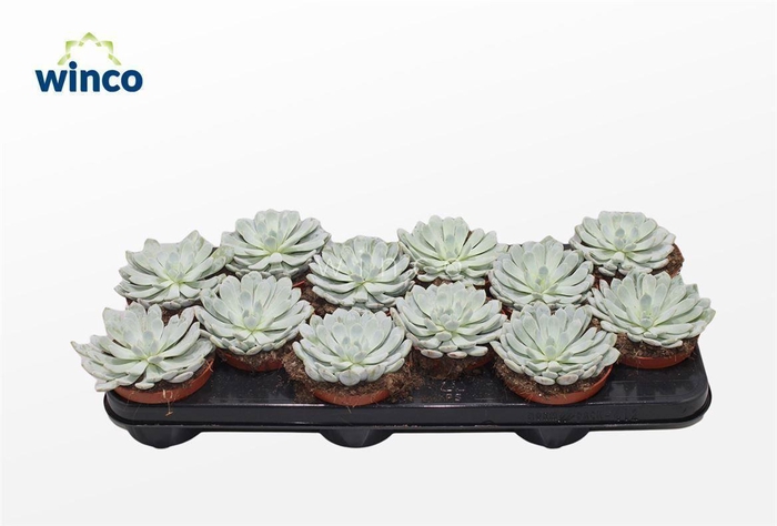 <h4>Echeveria Baena</h4>
